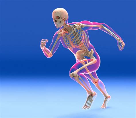 Typical of mammalian structure, the human body shows such characteristics as hair, mammary glands , and highly developed sense organs. Skeletal System Function and Components