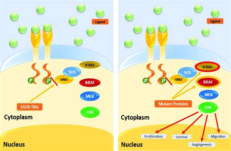 Mutations Downstream Of The Epidermal Growth Factor Receptor Egfr The