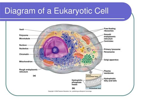 PPT - Unit 3 CH 7 - Cell Structure/ Function PowerPoint Presentation