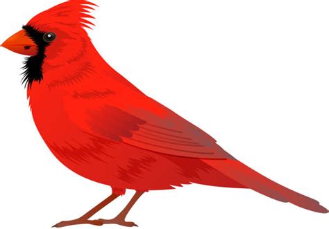 Royalty Free Northern Cardinal Clip Art Vector Images And Illustrations
