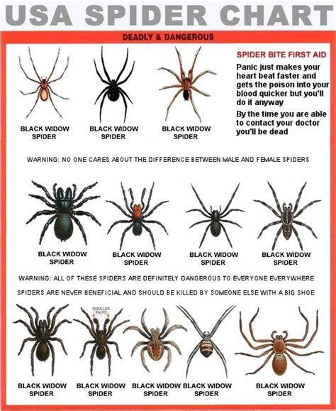 South Texas Spiders Identification Chart