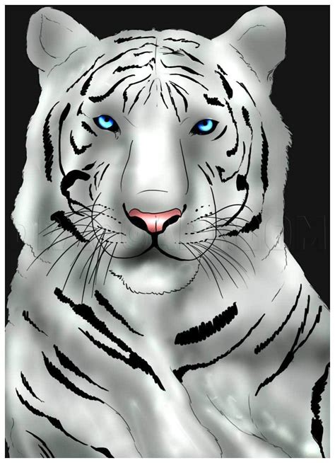 White Tiger Animal Drawing