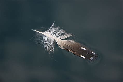 Loon Feather 1 Flickr Photo Sharing