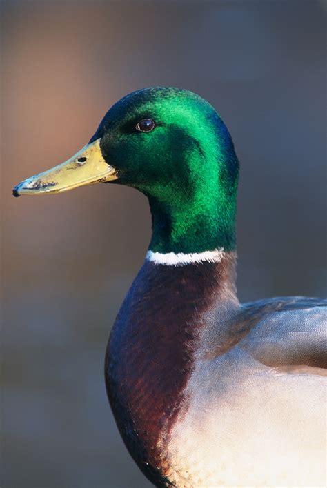Free Photo Mallard Duck Animal Bird Close Up Free Download Jooinn