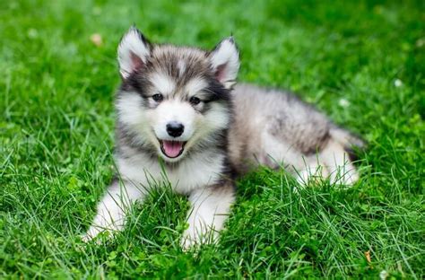 How big do miniature huskies get MISHKANET.COM