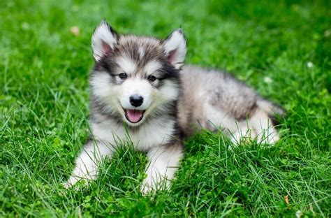 This friendly dog breed, which originated in northeast asia as a sled dog, has a vivacious and. A Dog Owner's Ultimate Guide To The Mischievous Miniature ...