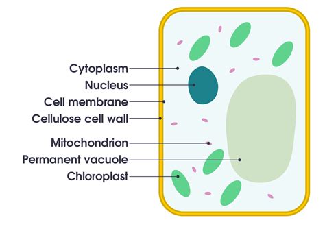Science Cells Building Blocks Of Life Flashcards