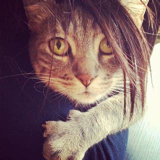 Voir plus d'idées sur le thème chats rigolos, chats adorables, chats et chatons. Chat avec cheveux - Chat drôle sur Chat-Mignon.com