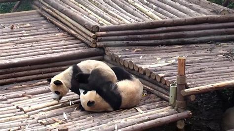 Video Captures A Bunch Of Panda Cubs In Mass Brawl In China Daily