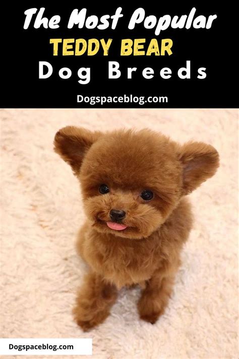 10 Teddy Bear Dog Breeds Adorable And Cute Dogs That Look Like Cuddly