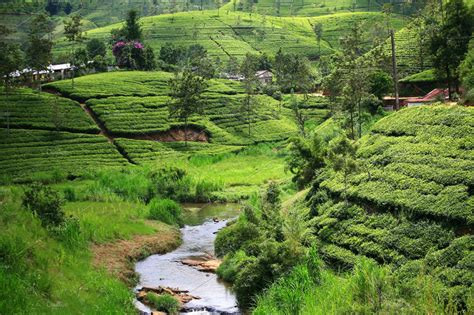 Landscape From Sri Lanka High Quality Nature Stock Photos ~ Creative