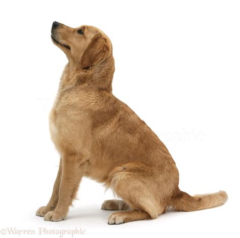 Dog Golden Retriever Sitting Photo Wp29961