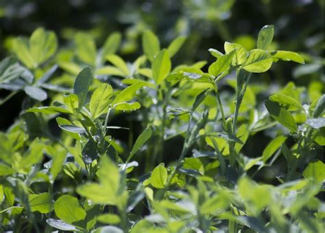What To Do With Thinning Alfalfa Stands University Of Maryland Extension