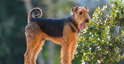 airedale terrier dog breed complete guide az animals