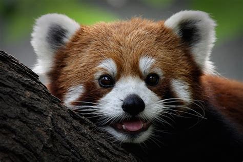 희귀한 너구리과 랫서팬더lesser Panda의 특징 네이버 블로그