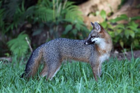 4474 Gray Fox Photos Free And Royalty Free Stock Photos From Dreamstime