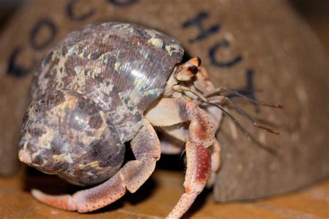 Types Of Hermit Crabs Learn About Nature