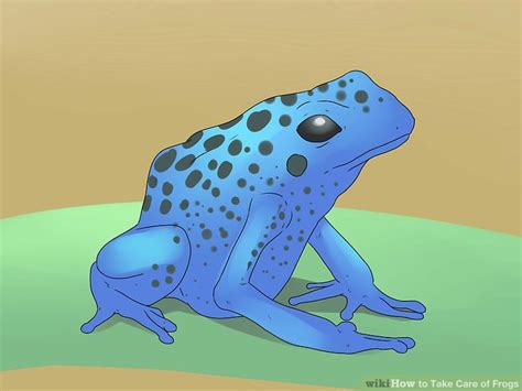 How To Take Care Of Frogs 15 Steps With Pictures Wikihow