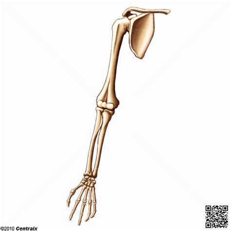 Huesos De La Extremidad Superior Atlas De Anatomía Del Cuerpo Humano