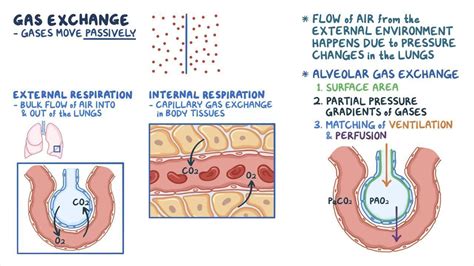 Gas Exchange In The Lungs Blood And Tissues Osmosis