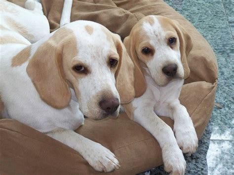 The reasons for high and low beagle puppy prices. Lemon beagles. | Awww | Pinterest