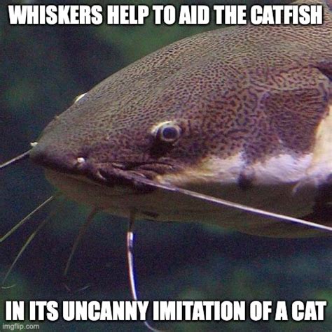 Catfish Imgflip