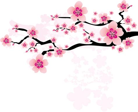 cherry blossom png image png mart