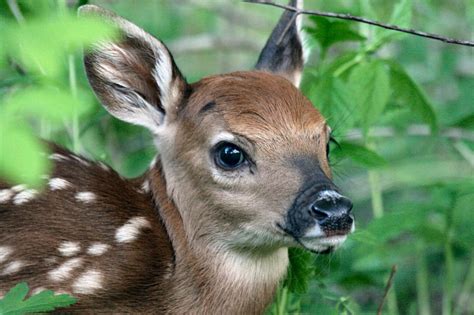 Fast Facts About Fawns Hunt Wild Pa