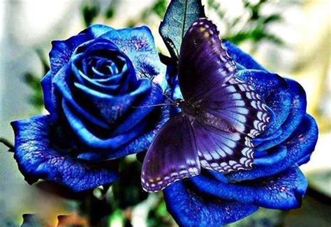 We did not find results for: blue roses and purple butterfly
