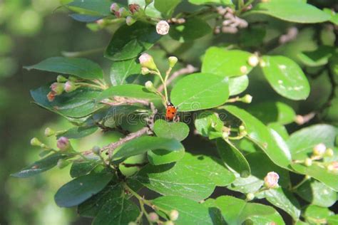 ladybug on the fruit tree stock image image of sitting 86461977
