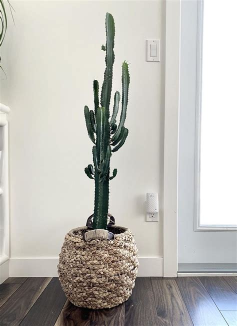 If that's not a problem for you, she recommends putting a peace lily in your bedroom since it produces oxygen at night, while most other plants do. Tall Indoor Plants | 7 Best Large Houseplants to Grow in ...