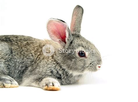 Tired Rabbit Royalty Free Stock Image Storyblocks