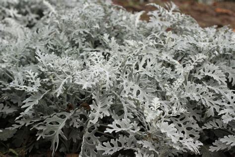Cineraria Silver Dust In The Garden Stock Image Image Of Outdoor
