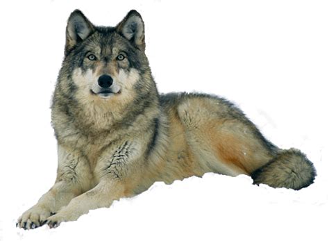 Wolf Png Transparent Image Download Size 504x369px