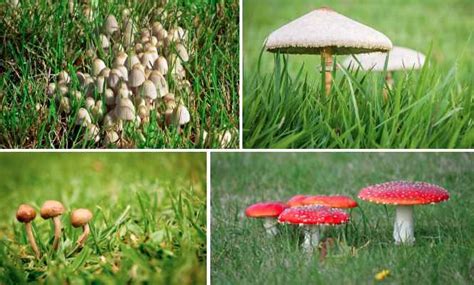 How To Get Rid Of Mushrooms In The Lawn