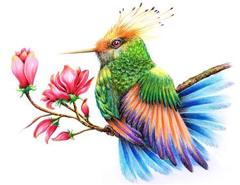 Hummingbird Drawings In Pencil Free Download On Clipartmag