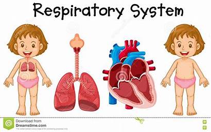 Respiratory System Illustration Vector