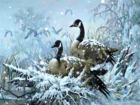 46 Snow Geese Wallpaper On Wallpapersafari