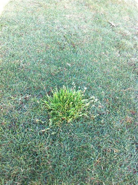 Durban Country Club Golf Course Poa Annua Winter Grass