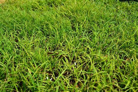 The Best Types Of Grass For Your Lawn The Lawn Mowing King