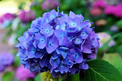 Eating just a small amount can lead to acute kidney failure or death. 13 Common Garden Flowers That Are Poisonous - Gardenoholic