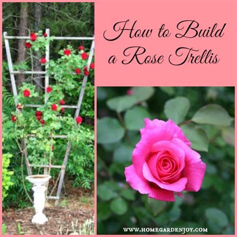 How To Build A Climbing Rose Trellis Rose Trellis Flower Trellis