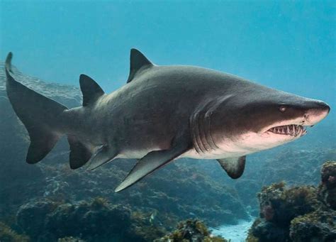 Adopt A Sandtiger Shark Shark Research Unit Blue Wilderness