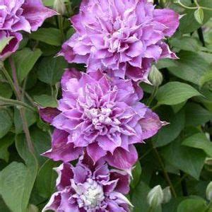 Container gardening clematis balcony gardening. Piilu™ Clematis (Clematis) | Flowers to Consider ...