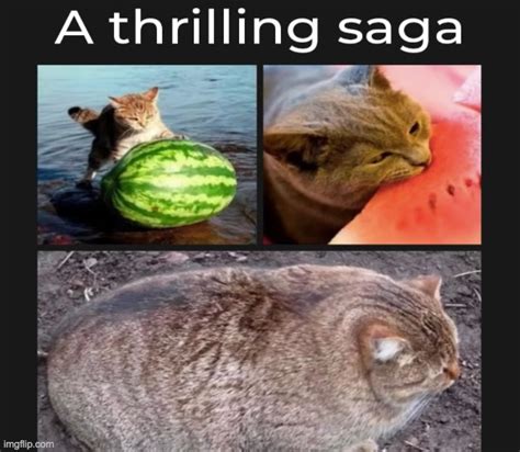 Melon Cat
