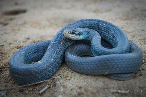 Image Result For Blue Racer Snake Animals Friends Beautiful