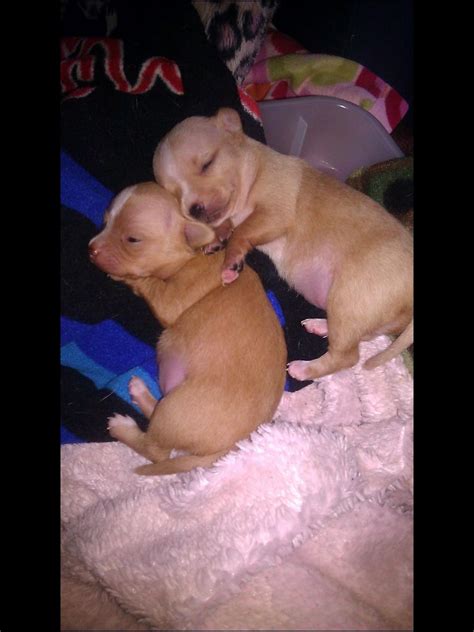 Chip And Dale As Babies With Images Doggy Chihuahua Chip And Dale