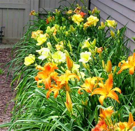 These lilies do best with increments of shade. Talking to Plants: Dr. Darrel Apps Does Daylilies (and ...