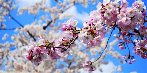 Siapa sih yang tidak kenal bunga sakura? Ragam: Fakta Tentang Bunga Sakura, Ternyata Tidak Hanya ...