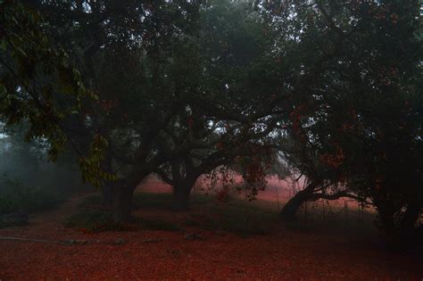 Wallpaper Tree Nature Woody Plant Woodland Forest Leaf Morning